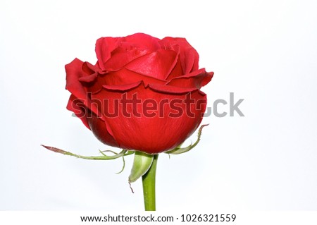 Lonely Red Rose