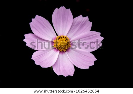close up of beautiful violet and pink exotic flower in dark background 
