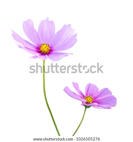 Pink Cosmos flowers (Cosmos Bipinnatus) isolated on white background, clipping path included