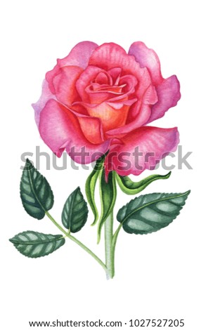 Pink rose with leaves. Botanical art. Watercolor illustration.  Design elements for cards, wedding invitations and textile. Isolated on white.