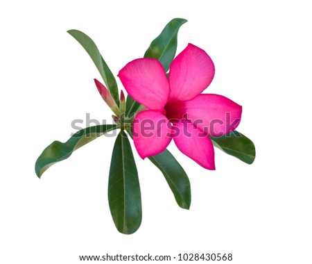 Pink Desert rose flower (Adenium, Azalea) isolated on white background, clipping path included