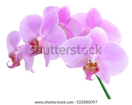 pink orchid flower isolated