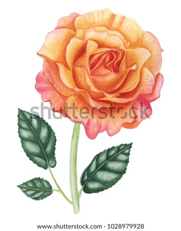 Pink-yellow rose. Botanical art. Floral illustration. For wedding, invitations, cards. Isolated on white.