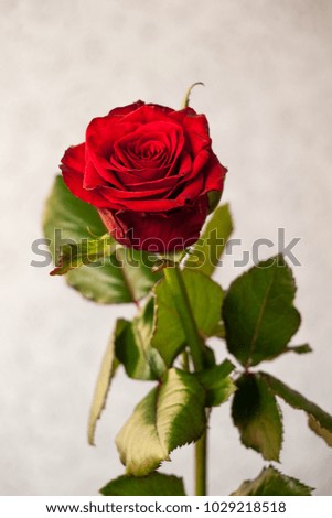 Red rose bud on a long stem with leaves on blurred grey background. Shallow depth of field