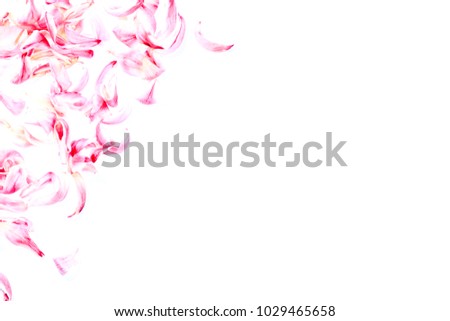 Single tulip blossoms form a frame in front of white background