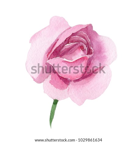 Wildflower pink tea rosa flower in a watercolor style isolated. Full name of the plant: rosa, rose, hulthemia. Aquarelle wild flower for background, texture, wrapper pattern, frame or border.