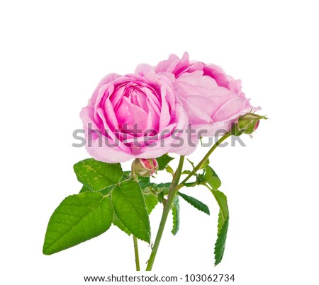teaspoon pink rose on white background