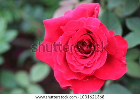 roses in germany