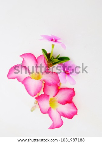 Adenium flowers isolated on a white background.
