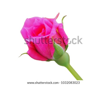 Closu up pink rose on white background