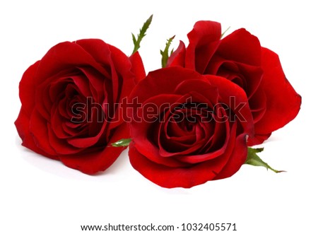 Assorted red roses blooming decorated