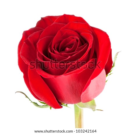 Red rose close-up on white background