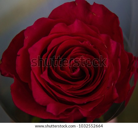 flower red rose closeup