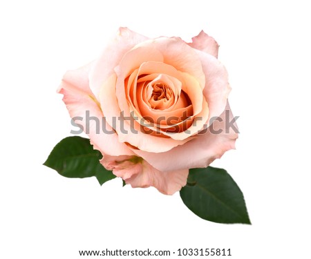 An isolated pink rose isolated