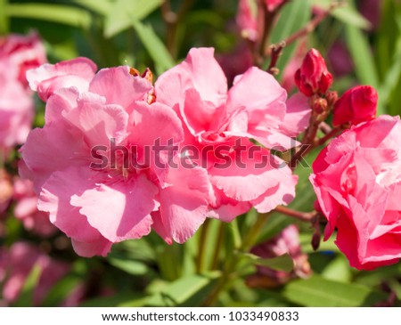 Oleander flowers of pink colour closely with green leaves.