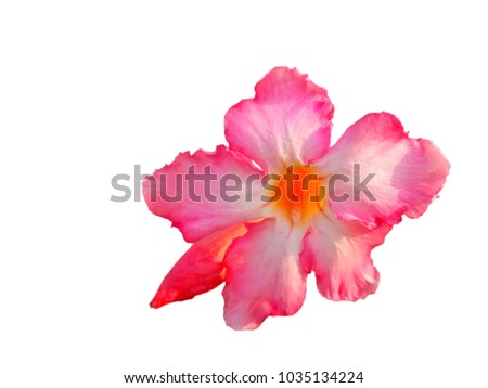 Pink flowers white background put clipping path