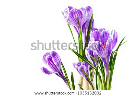 Bouquet of lilac spring crocus flowers on a light background with space for text or postcard.