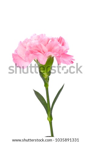 Single pink Carnation standing erect on white background