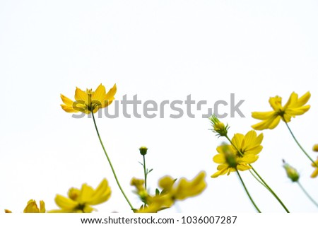 yellow cosmos flower with white background