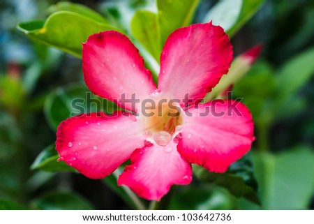 Pink impala lily