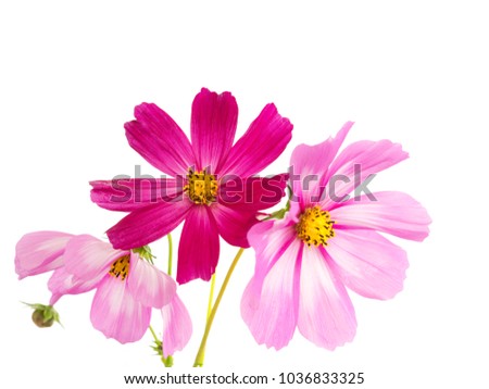 Cosmos flowers isolated on white.