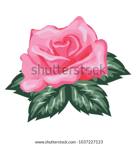 Beautiful Pink Rose Flower in Painting Vector Illustration.