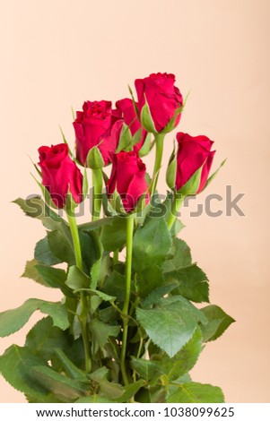 detail of fresh red roses on beige background