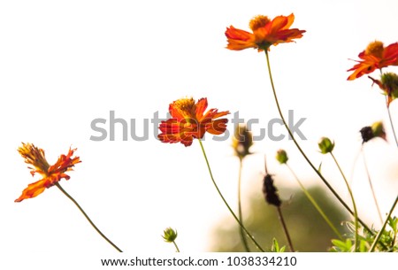 cosmos flower,orange flower cosmos bloomong in the garden.