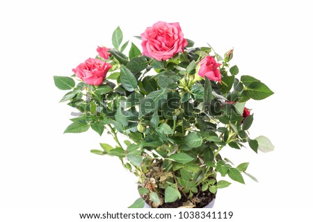 red rose in a plastic pot, isolate on a white background