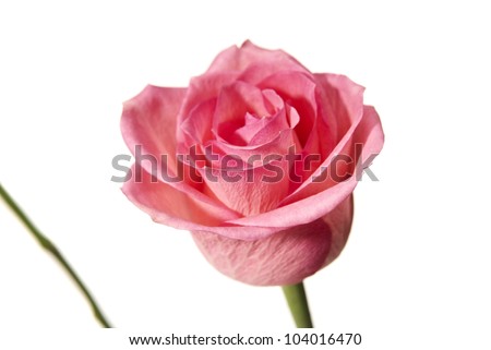 Studio shot of pink rose isolated on white background.