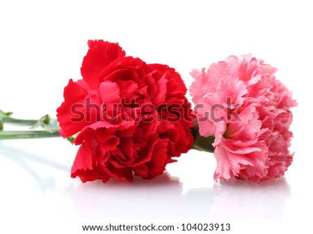Two carnation isolated on white