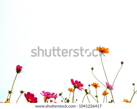 Orange, pink and red flowers are blossoming on a white background.