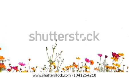Red, orange, pink and yellow cosmos flowers are bloom on a white background.