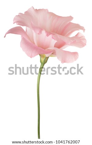 Studio Shot of Pink Colored Eustoma Flower Isolated on White Background. Large Depth of Field (DOF). Macro.