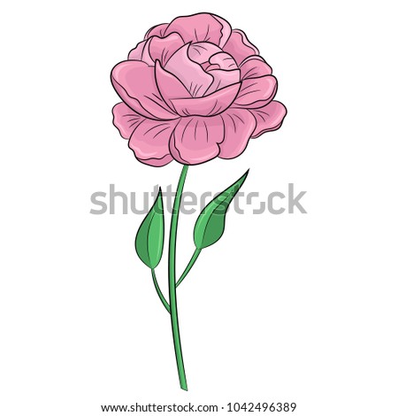 Blooming Peony. Hand drawn contour line. Isolated on white background. Vector illustration