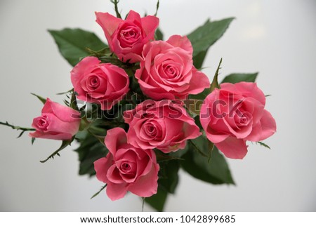 Pink Roses on grey background