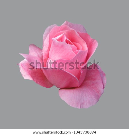Flower of pink roses.