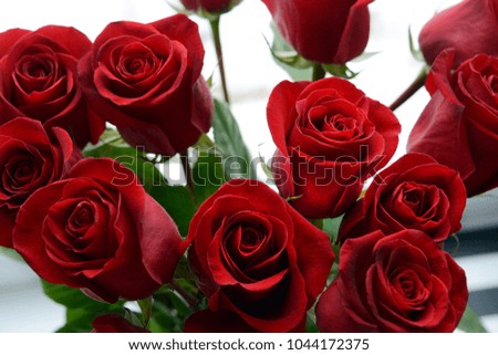 bouquet of scarlet roses on an airy background