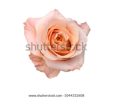  Pink rose head