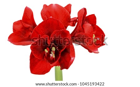 amaryllis red flowers (Hippeastrum Flora Magica) isolated on white