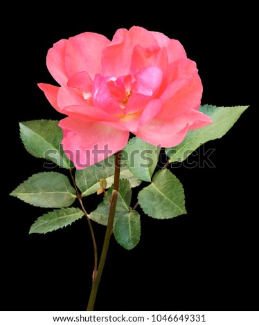 Flower of  Pink Rose on stem with green leaves on black background 