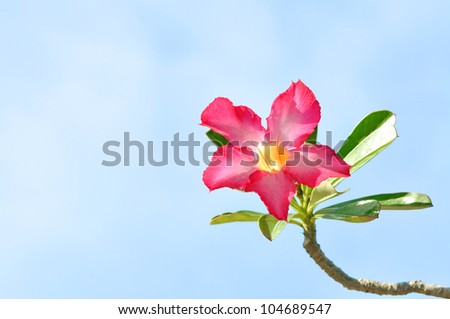 impala lily flower