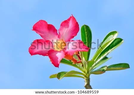 impala lily flower