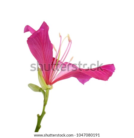 beautiful Camel’s foot flower isolated on white background