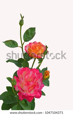 Sweet pink and yellow rose flowers with buds on white background