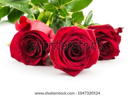 Three red roses isolated on white background bunch of fresh cut

