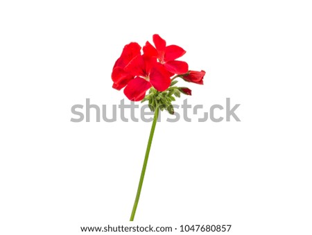 red flower, romantic 