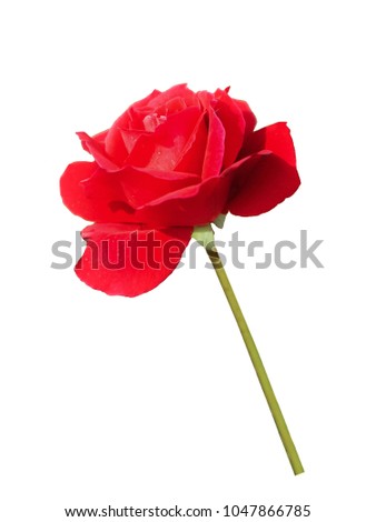red rose isolated on white background.