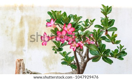 Adenium or desert rose flower