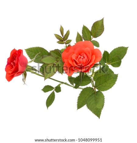 orange rose flower bouquet with green leaves isolated on white background cutout